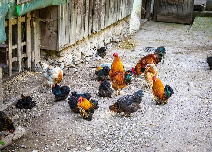 Millinghof 레오강